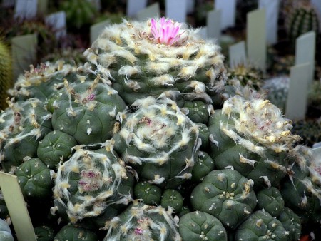 Lophophora jourdaniana Habermann, Kaktusy 75, 11: 3, 1975.